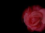 blackrose.jpg