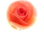 orangeflower.jpg