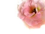 pinkrose.jpg