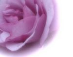 purplerose.jpg