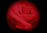 redrose.jpg